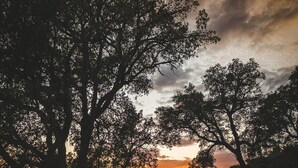 A road flanked by trees with a sunset in the background. - Charming mobile home in the heart of nature (Vidauban)