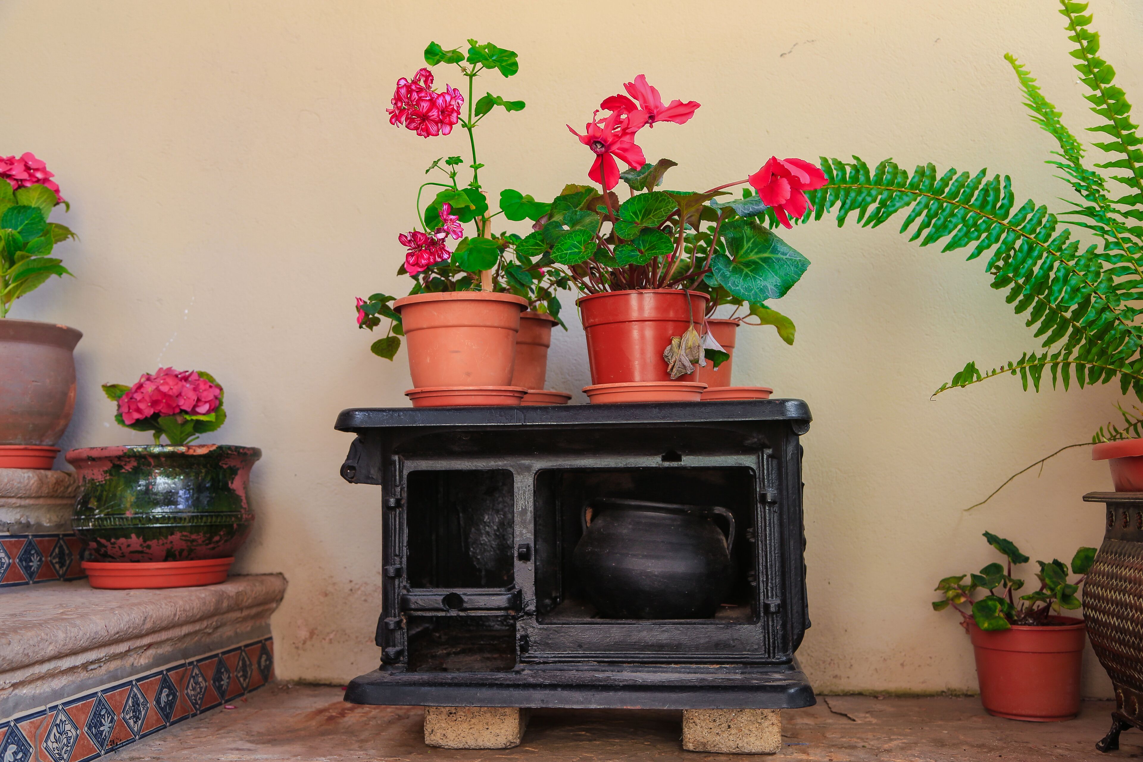 A black stove with a pot inside, surrounded by potted plants.