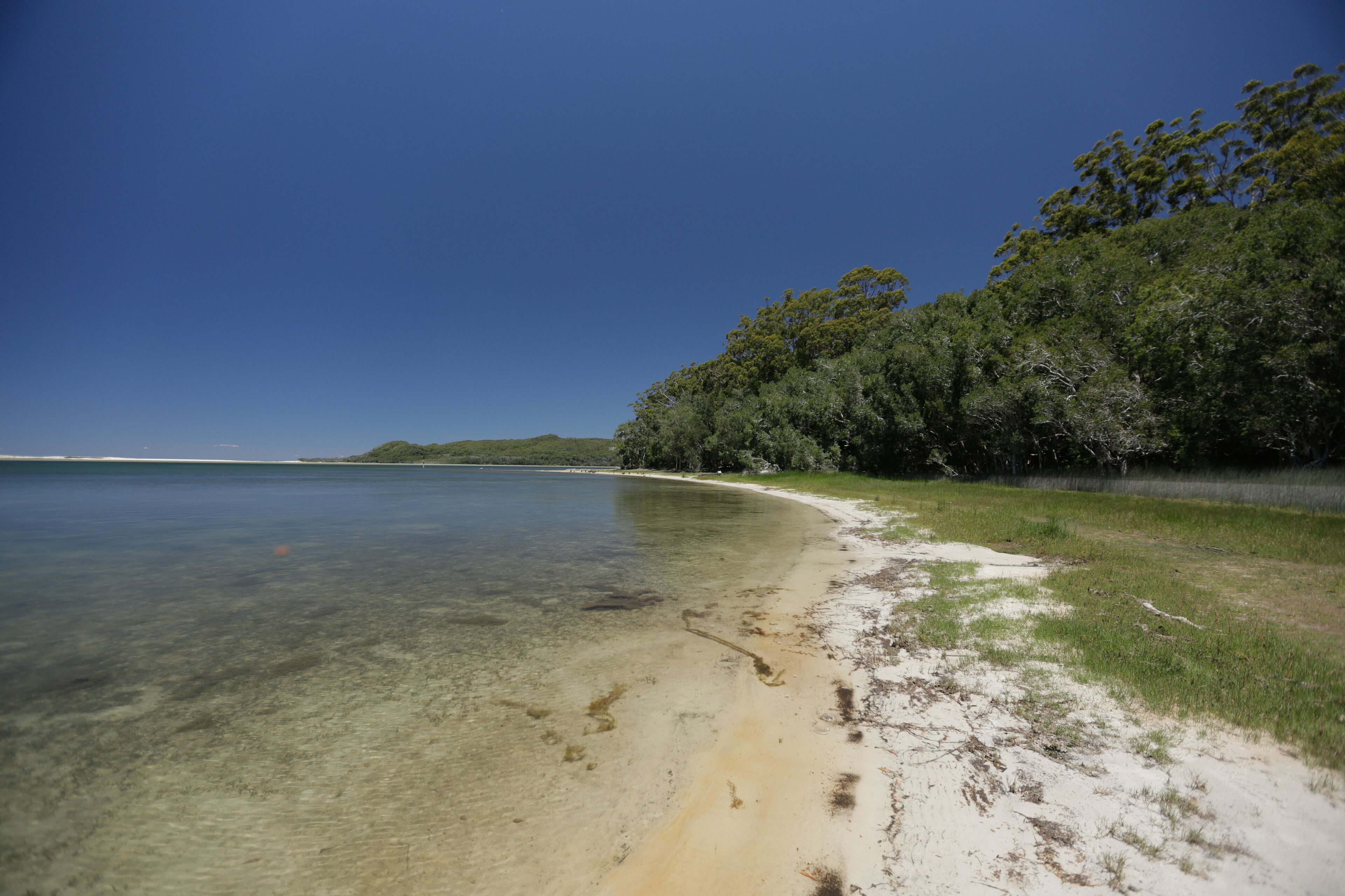 A beach with clear water, sandy shore, and dense trees.
