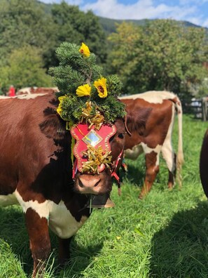 A cow with a decorated headpiece in a grassy field.