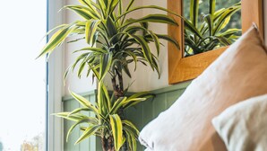 Quarto aconchegante com um sofá xadrez, uma janela com vista para vegetação e uma mesa de cabeceira de madeira.