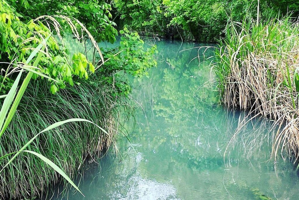 Una masa de agua tranquila rodeada de abundante vegetación.