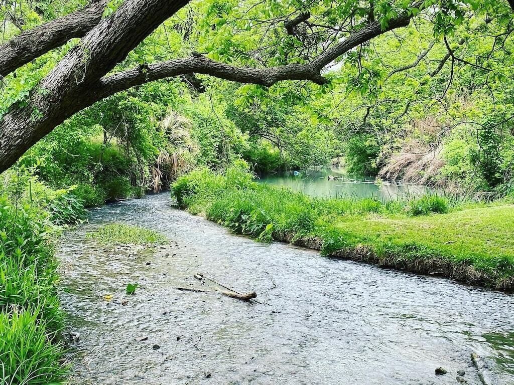 Un río serpentea por un paisaje verde exuberante, con vegetación densa y una rama de árbol sumergida en el agua.