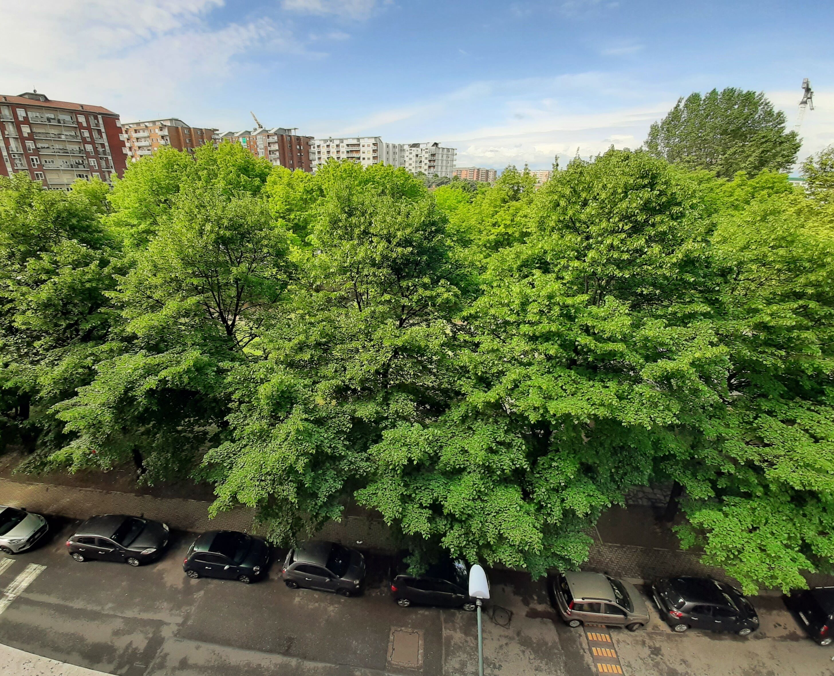 A parking area with multiple cars and a row of trees in the foreground.