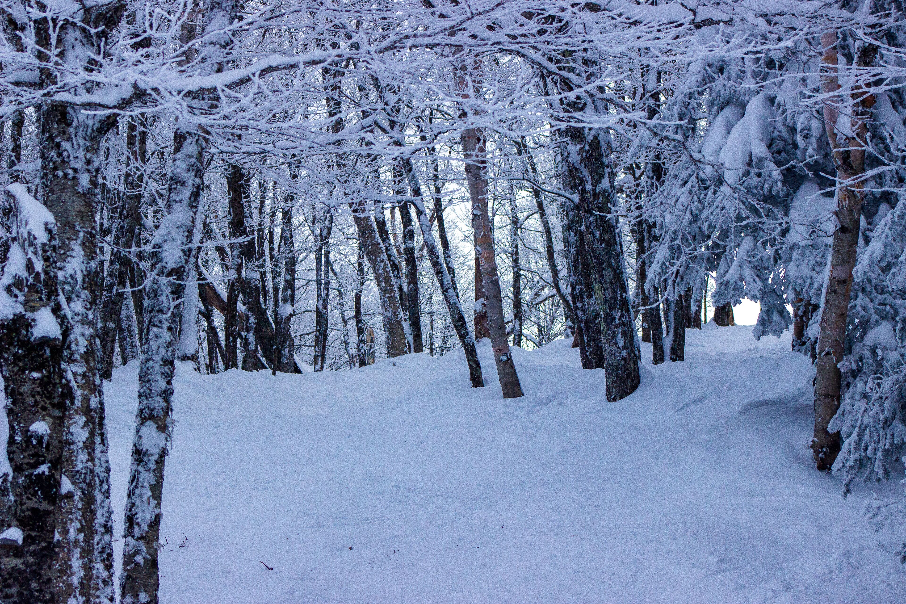 A snow-covered forest path with trees on either side.