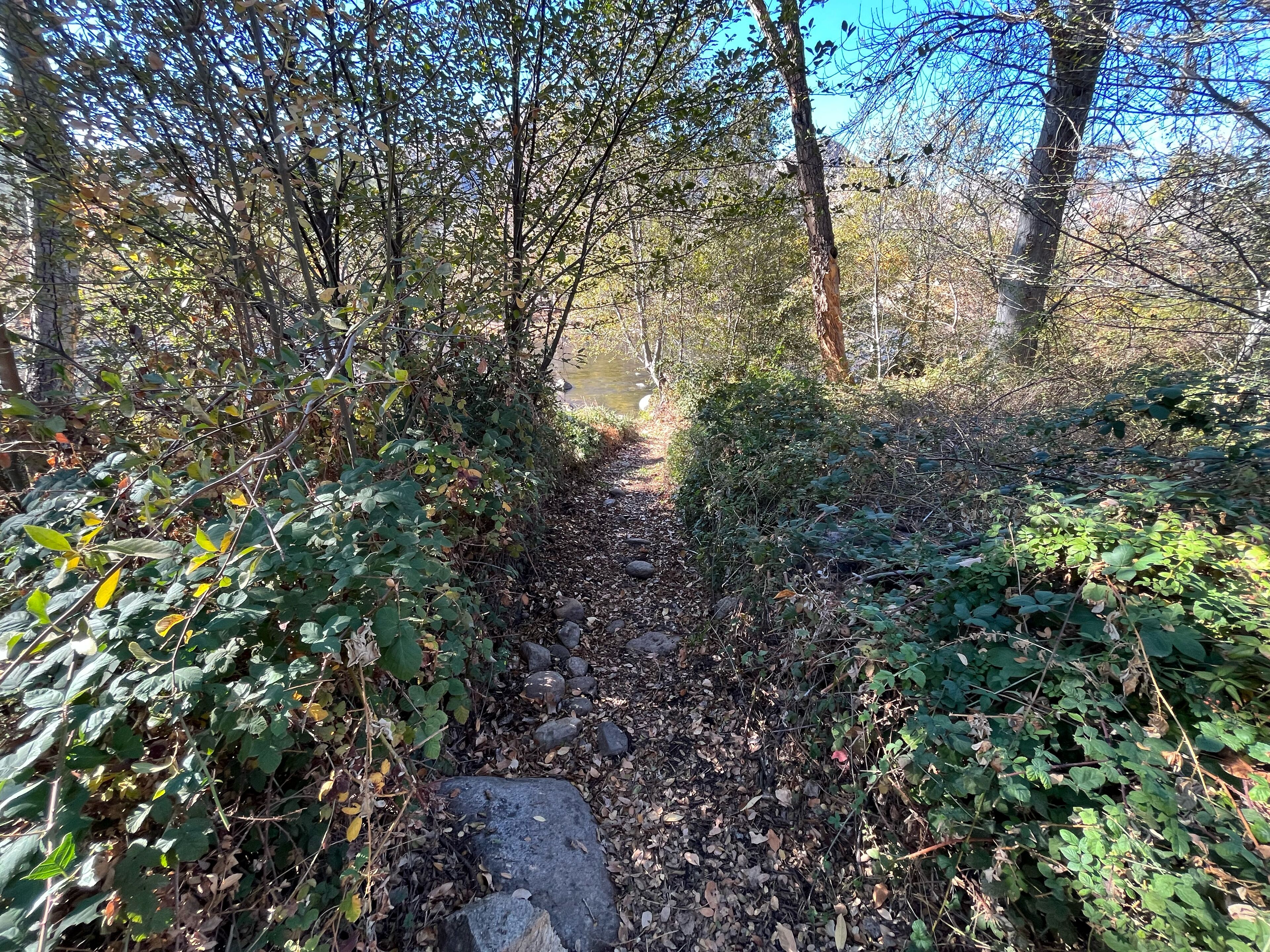 Un sentier étroit qui traverse une forêt dense, avec un feuillage luxuriant et un petit ruisseau.