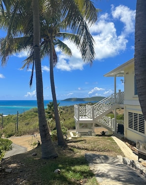 The giant palms on walk down to bottom level unit.