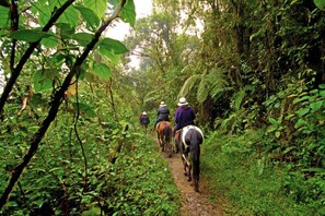 A narrow forest path with people riding horses.