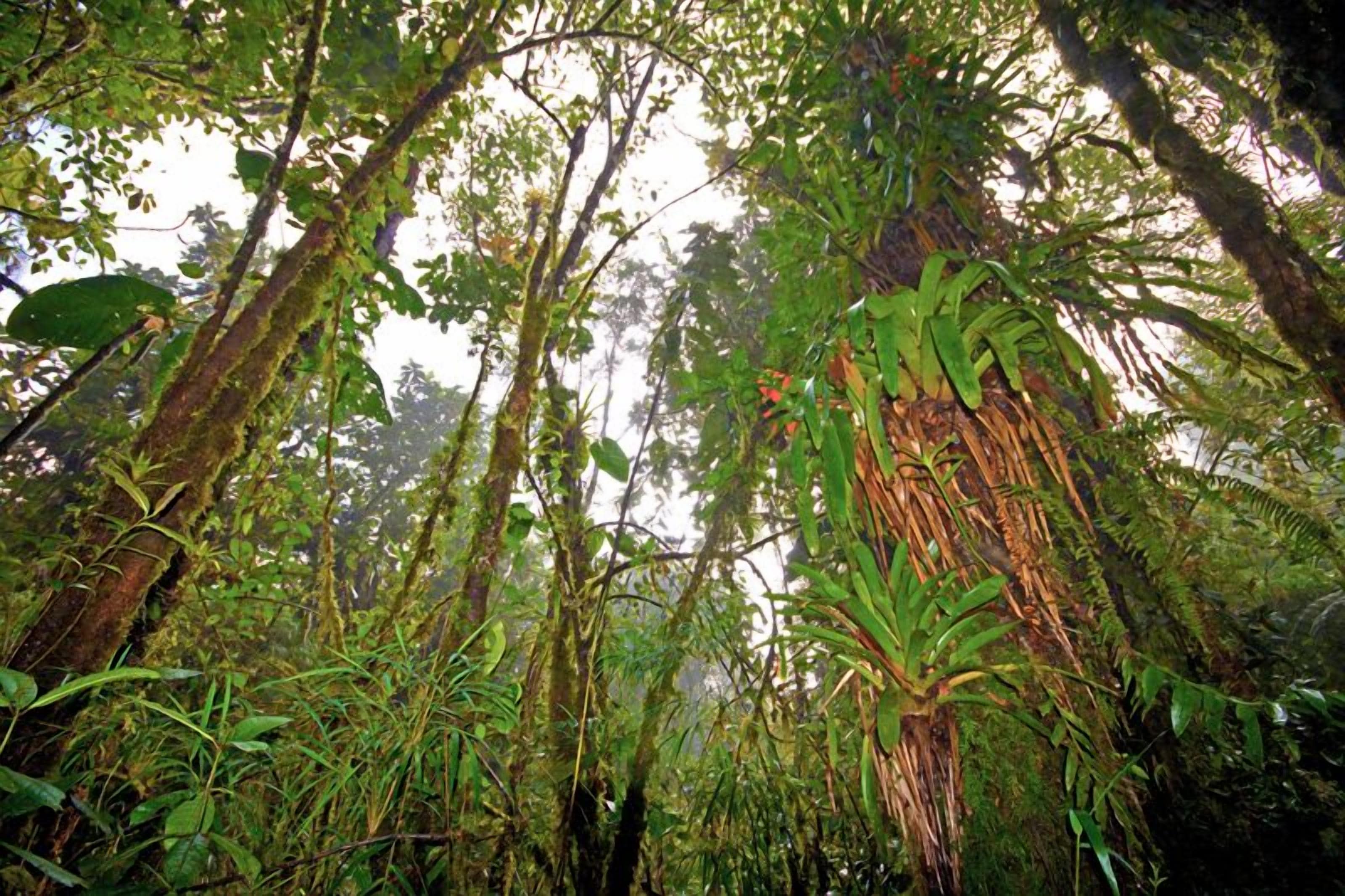 A dense forest with tall trees and thick undergrowth.