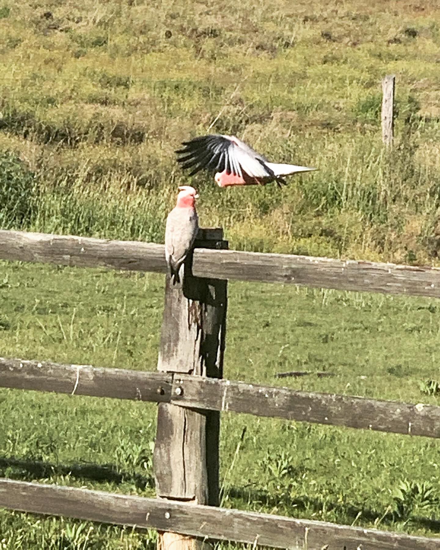 36 Acre Hideaway Hunter Valley Cottage — image 6