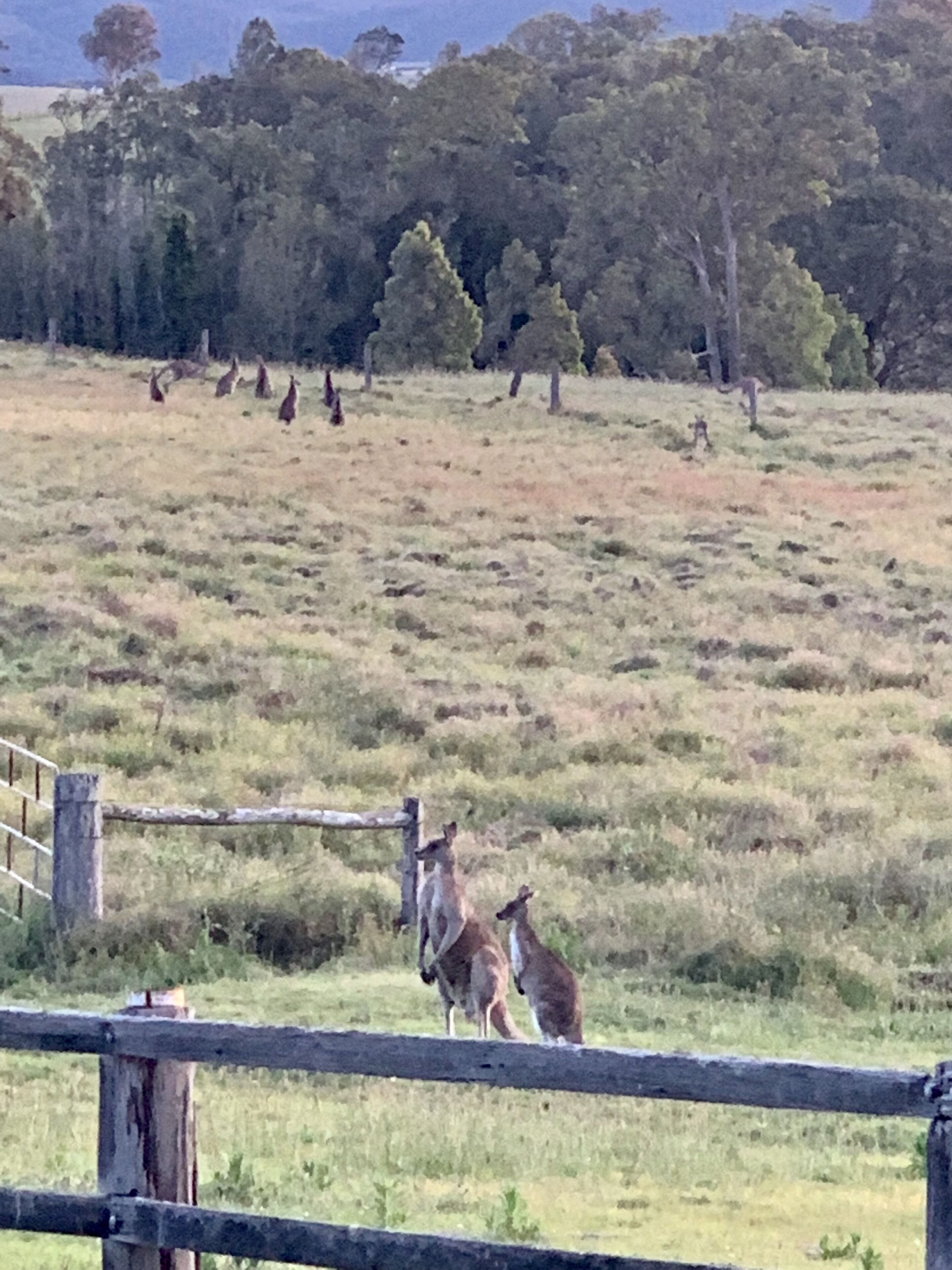 36 Acre Hideaway Hunter Valley Cottage — image 3