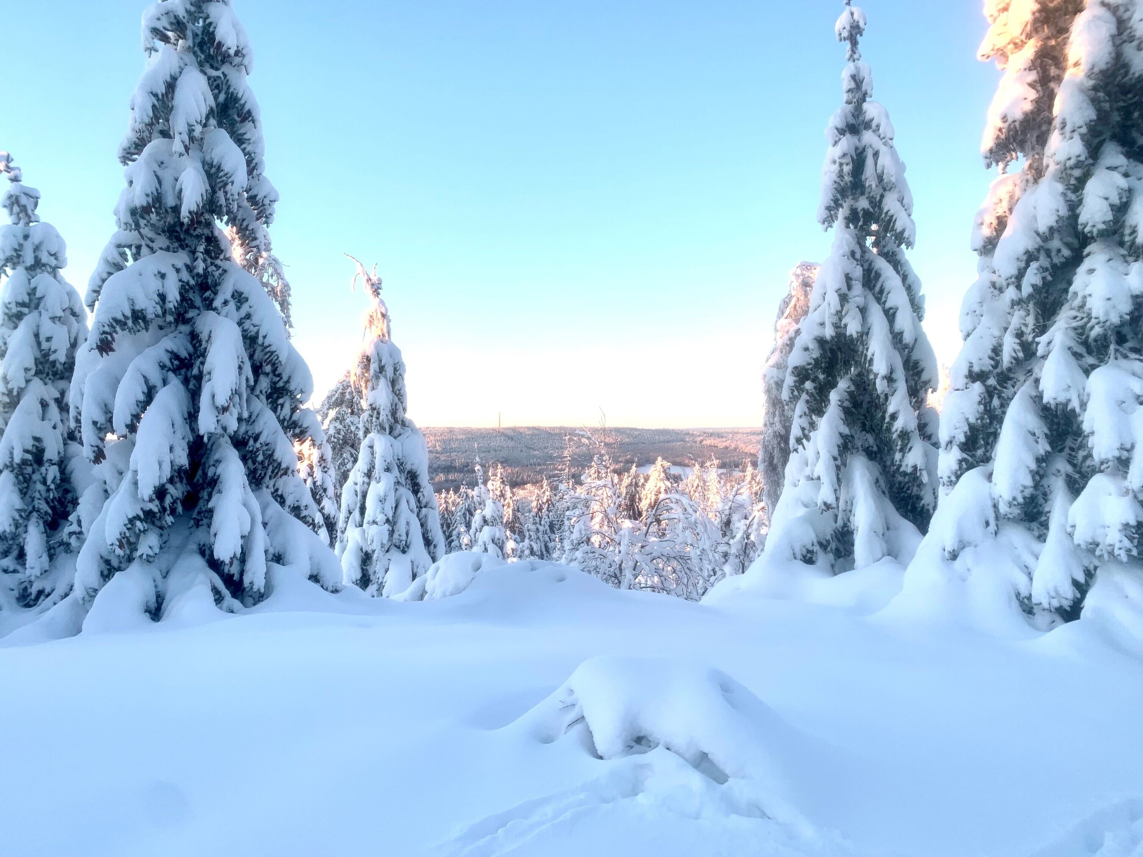 A snowy landscape with evergreen trees and a clear sky.