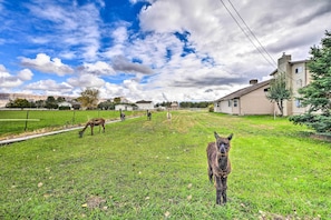 A grassy field with a few llamas grazing, surrounded by houses and a clear sky.