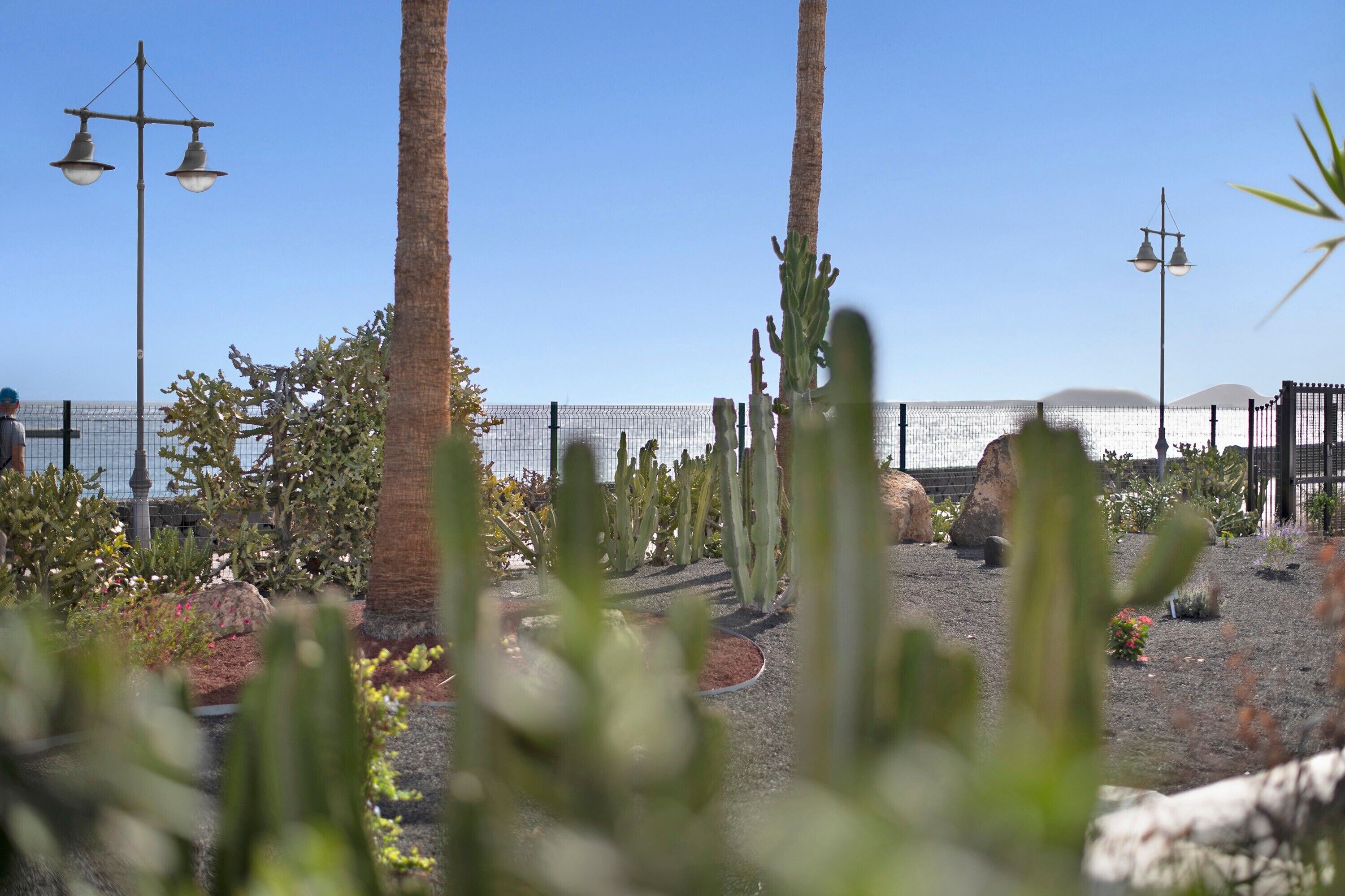 Een tuin met cactussen en een hek, een lantaarn en een heldere lucht.