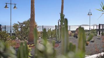 Een tuin met cactussen en een hek, een lantaarn en een heldere lucht.