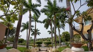 A pathway flanked by palm trees and potted plants leading to a building entrance.
