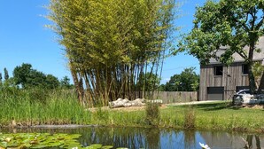 Un étang parsemé de nénuphars et de lotus, entouré de verdure et d’arbres.
