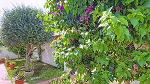 Un jardín con plantas en macetas variadas y un árbol.