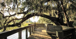 A wooden deck with benches, surrounded by large trees with Spanish moss.