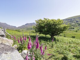 Un paisaje rural con un árbol grande, flores moradas y colinas ondulantes al fondo.