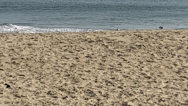 A beach with a sandy shore and calm water. - Private, Spacious Beach Retreat with Fenced in Shaded Yard (Kill Devil Hills)