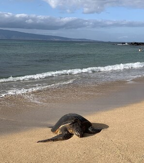 A turtle on a sandy beach with ocean waves in the background.