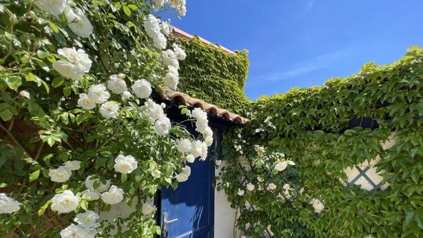 A blue door surrounded by lush greenery and white flowers.