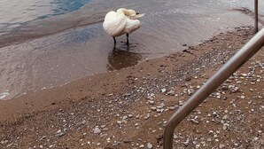 Un cygne se tient sur une rive de galets, au bord d’un lac paisible, avec des montagnes en arrière-plan.