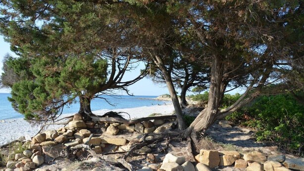 A rocky beach with trees and a clear view of the sea.