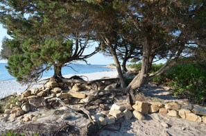 A rocky beach with trees and a clear view of the sea.
