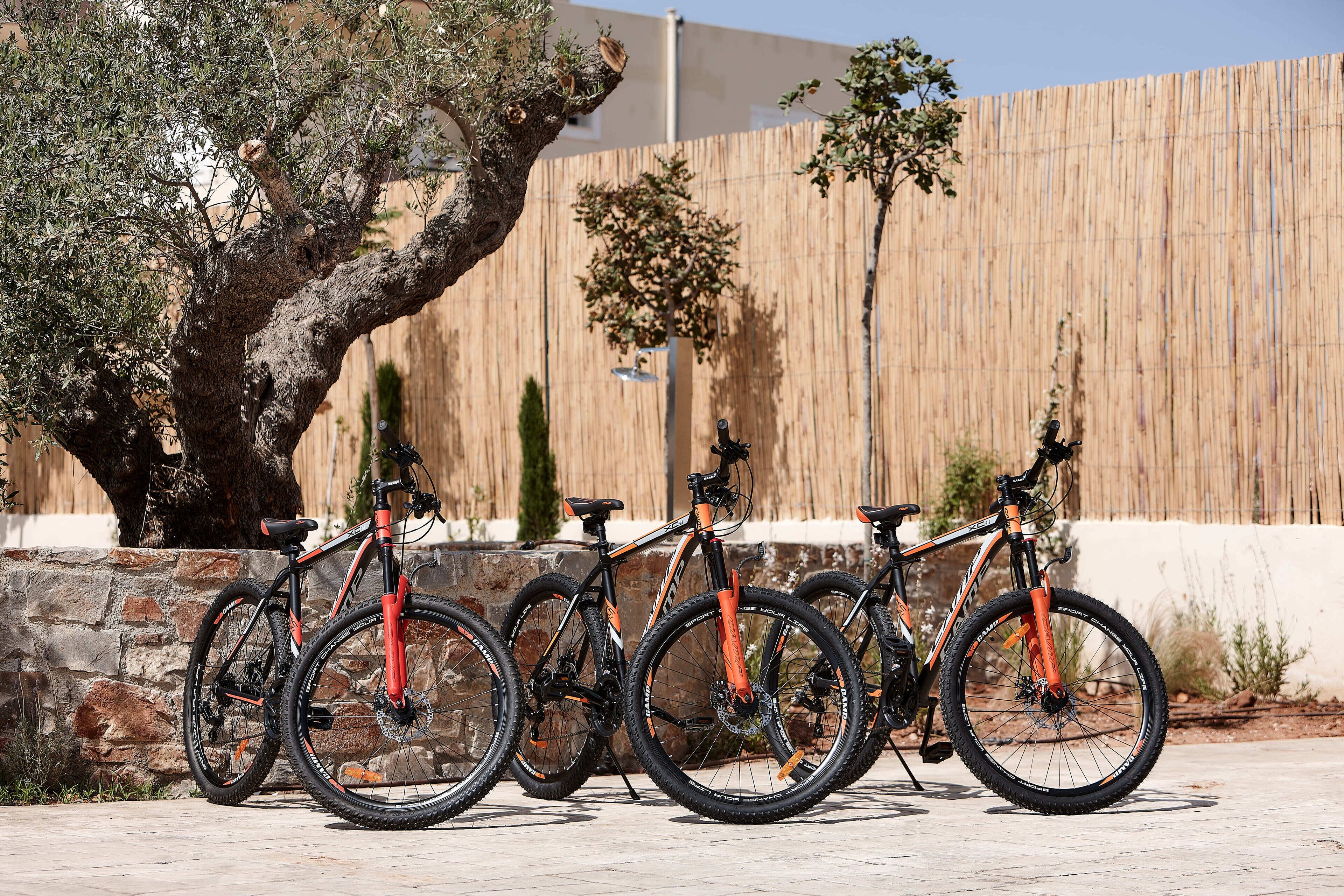 Three bicycles parked against a wall with a wooden fence and a tree in the background.