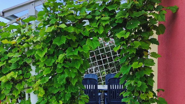 A garden area with a pergola covered in green foliage, a white fence, and a red wall. - Idyllic vacation apartment near the Ilz for 3 people (Hutthurm)
