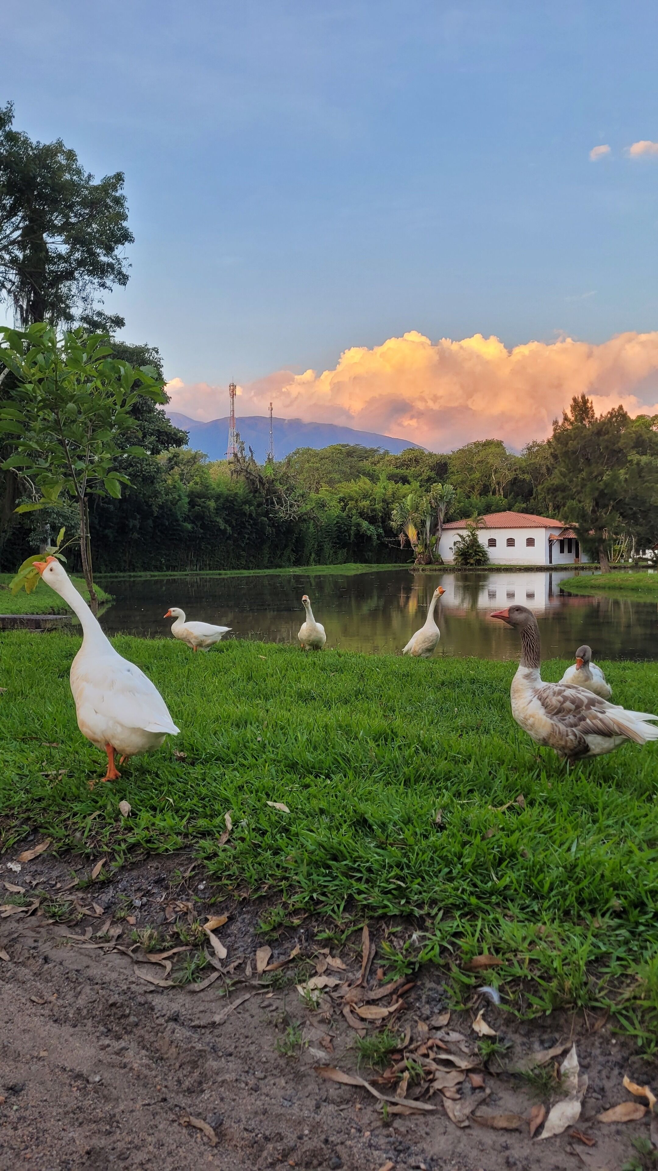 Escena tranquila junto al lago, con patos y un edificio blanco al fondo.
