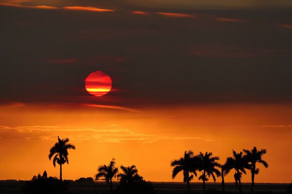 A sunset over a landscape with palm trees silhouetted against the sky.