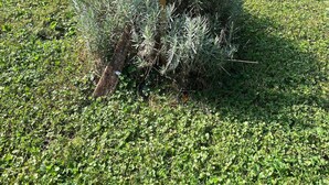 Un panneau en bois sur lequel est inscrit le mot « LAVANDE » en lettres blanches, le tout entouré de verdure.