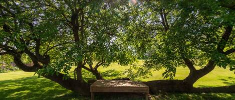 Un banco bajo un árbol en un parque.