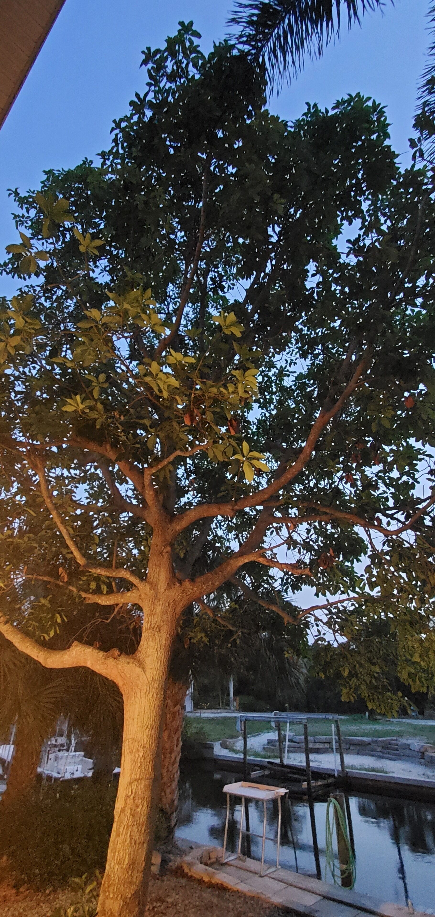 Un arbre avec un banc et une petite table près d’une étendue d’eau.
