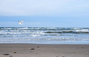Nära stranden