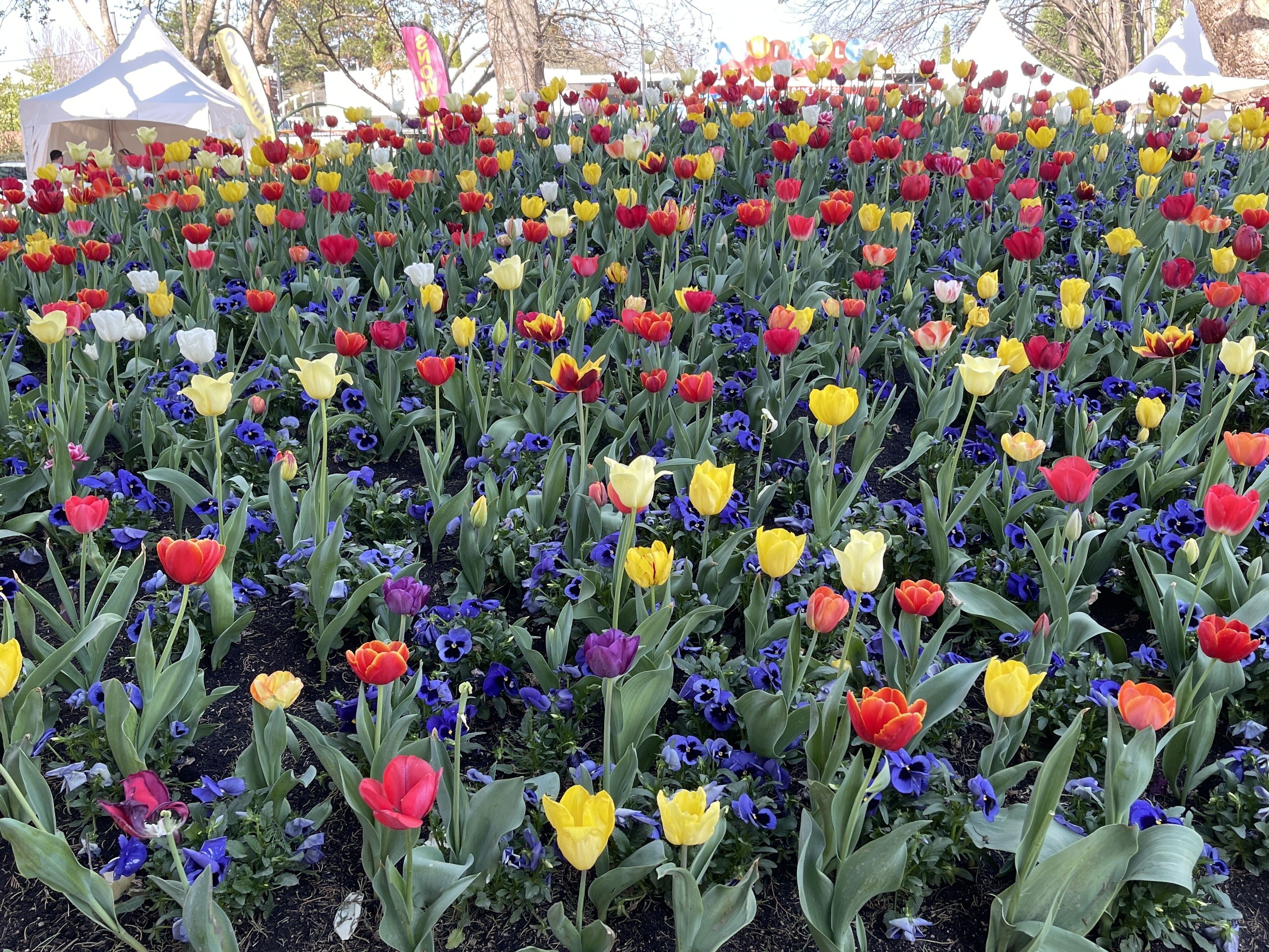 Tulip Time at Corbett Gardens, Bowral in the second half of September.