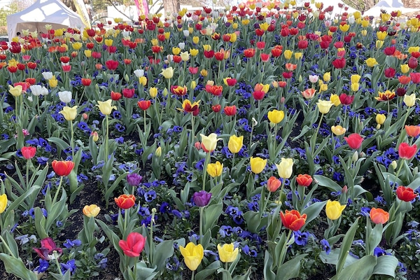 Tulip Time at Corbett Gardens, Bowral in the second half of September.