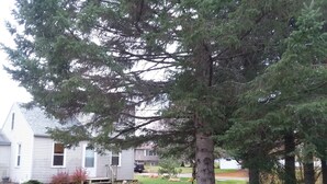 A residential property with a large evergreen tree, a house with a visible front porch, and a small garden area. -  Cozy home in Wisconsin's recreational northwoods. (Butternut)