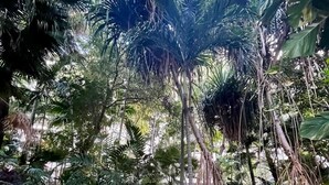 A stone pathway surrounded by dense tropical foliage. - KEY BISCAYNE LUXURY RETREAT - FULLY REMOLEDED 3 BEDROOM 2,000 SF RESIDENCE (Miami)