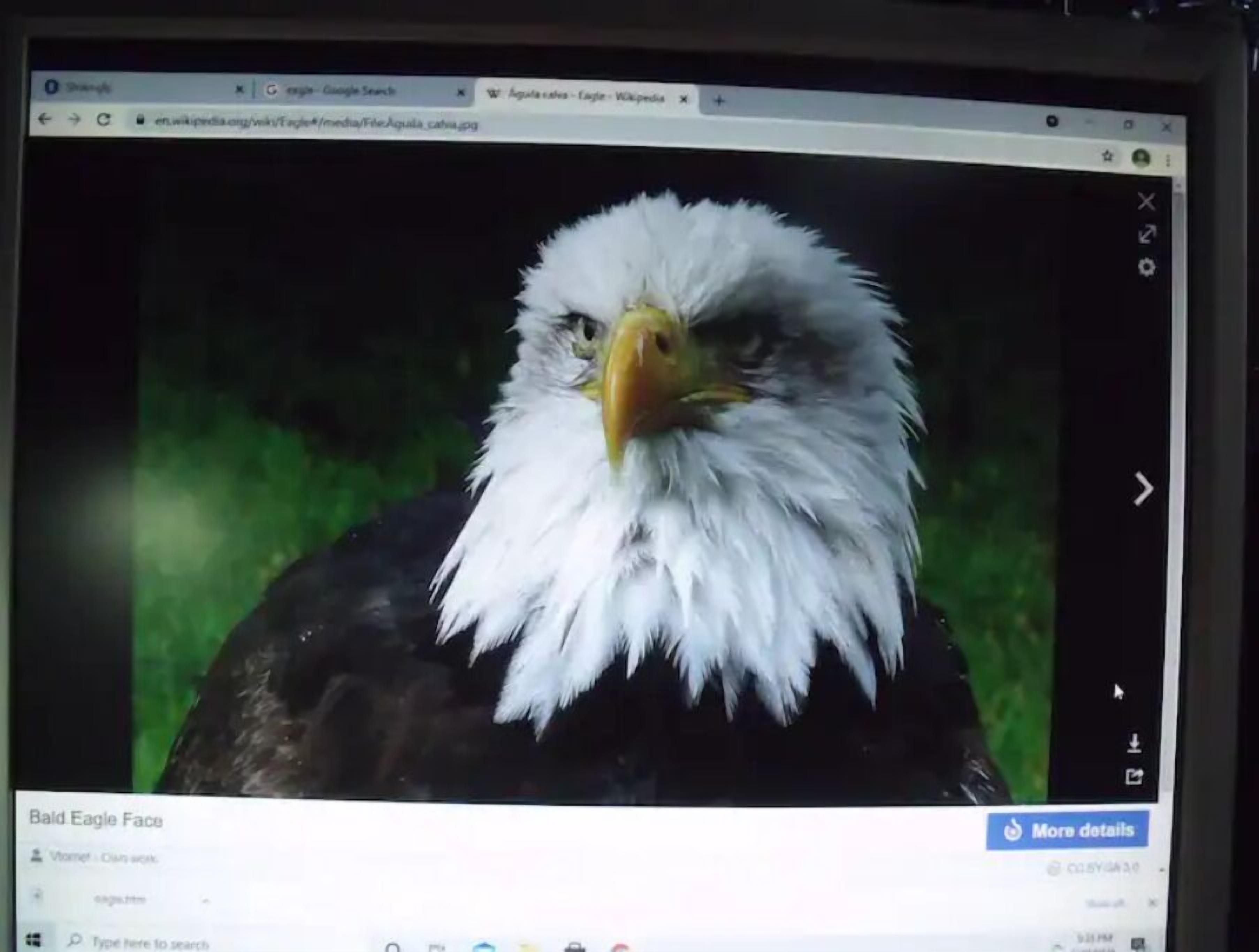 A bald eagle with a yellow beak and white feathers.