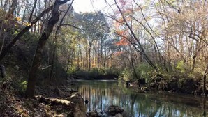 A serene forest scene with a calm river, dense trees, and a rocky riverbank. - Summertime and the living is easy at the bearclaw  (Springville)