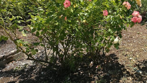 Ein Gebäude aus Stein mit einem Ziegeldach, umgeben von einem Rosengarten in voller Blüte.