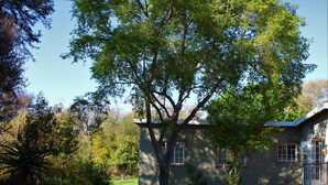 A house with a large tree in front, a well-maintained lawn, and a clear sky. - Sweet Thorn Tree Spacious Cottage for 2 People With Great Terrace! (Muldersdrift)
