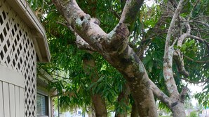 Un sendero lleva a un edificio con ventana enrejada, rodeado de árboles y un área cubierta de césped.
