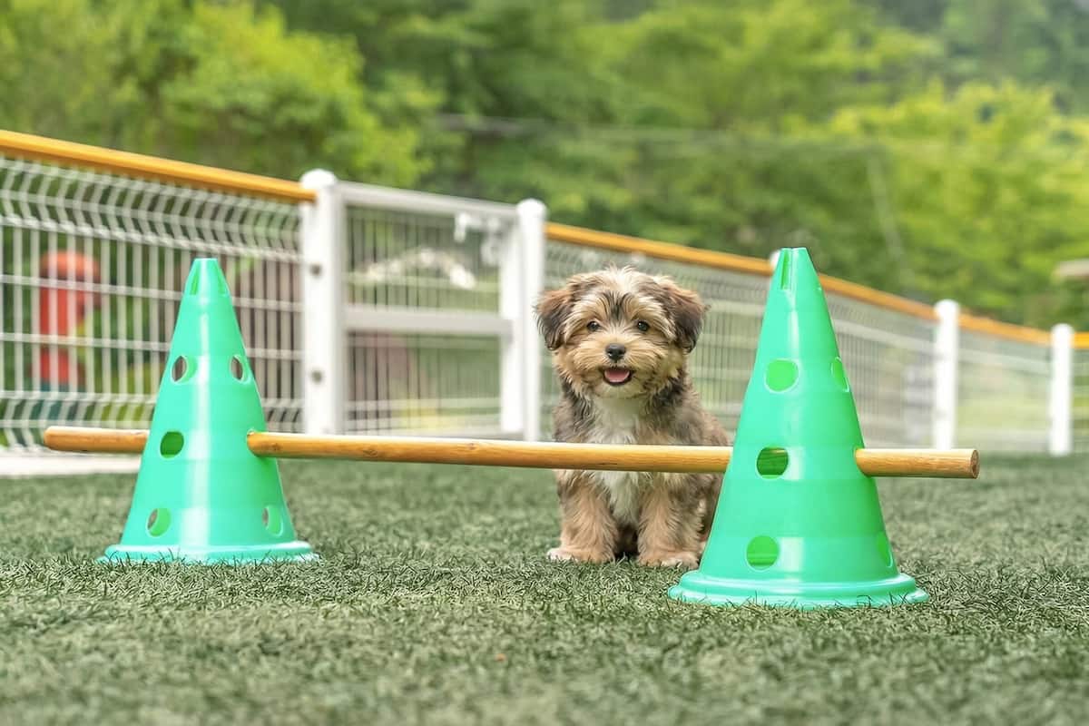 A small dog standing between two green cones on a grassy surface with a fence in the background.