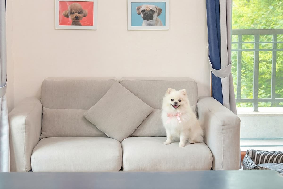A sofa with a dog sitting on it, two framed pictures on the wall, and a window with curtains.