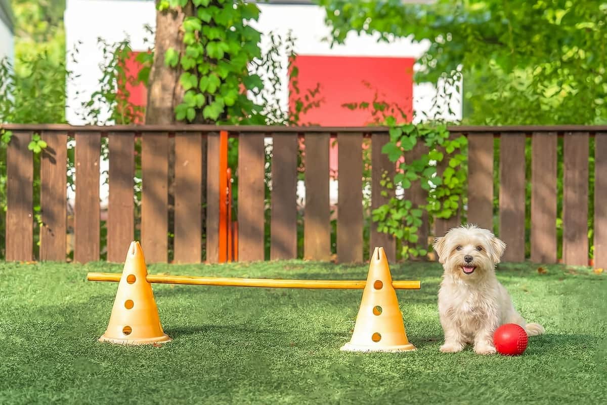 A small dog sitting on artificial grass with two yellow cones and a red ball nearby.